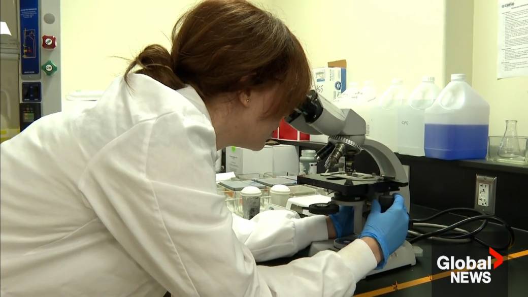 Click to play video: 'Canadian researchers look at targeting inflammation as possible treatment for ALS'