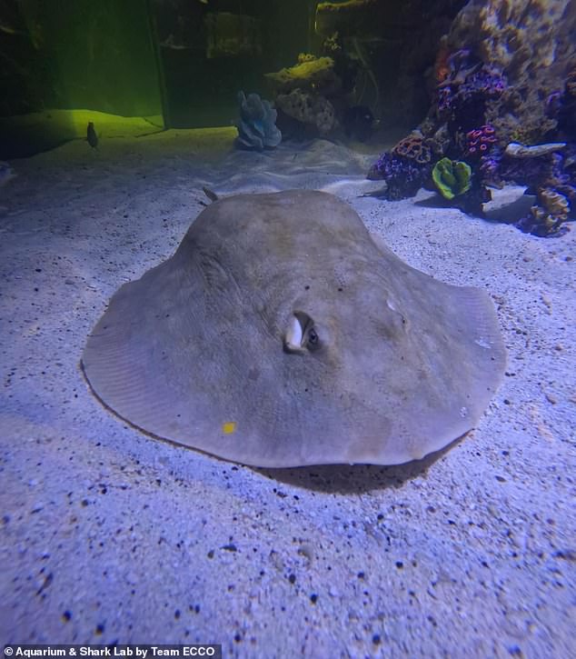 Charlotte the stingray is at the Aquarium & Shark Lab in Hendersonville, North Carolina