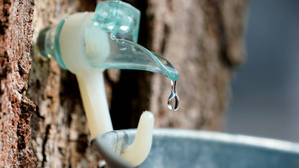 Click to play video: 'Canada’s maple syrup producers looking for rebound after weather hurts 2023 production'