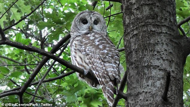 The US Fish and Wildlife Service has proposed culling 500,000 barred owls who are encroaching on spotted owls' territory