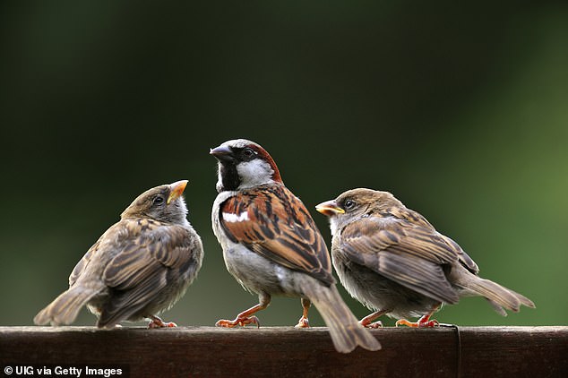 The study concluded that engaging directly with nature such as via birdwatching was more beneficial for mental health than simply surrounding yourself with it