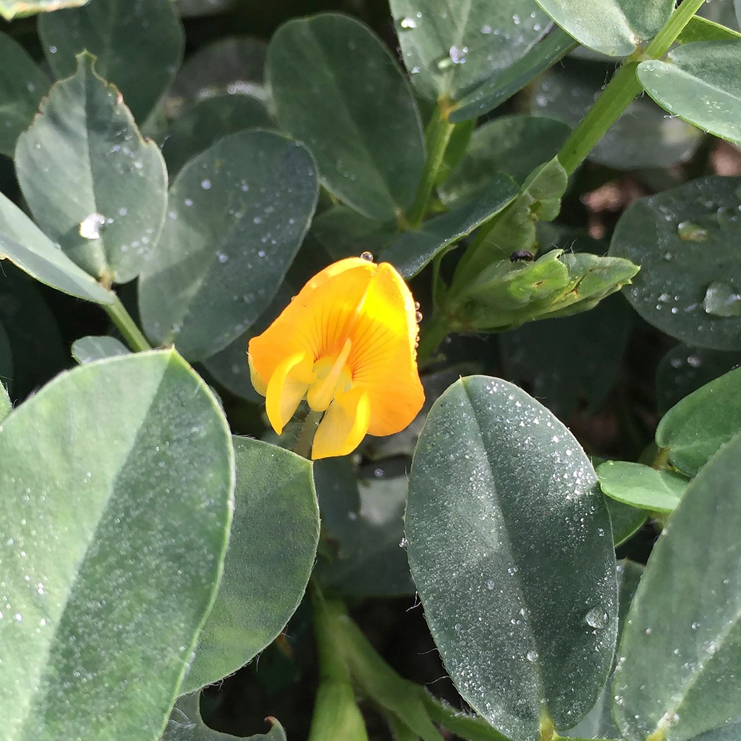 This image provided by Southern Peanut Growers shows a peanut plant in bloom in Georgia