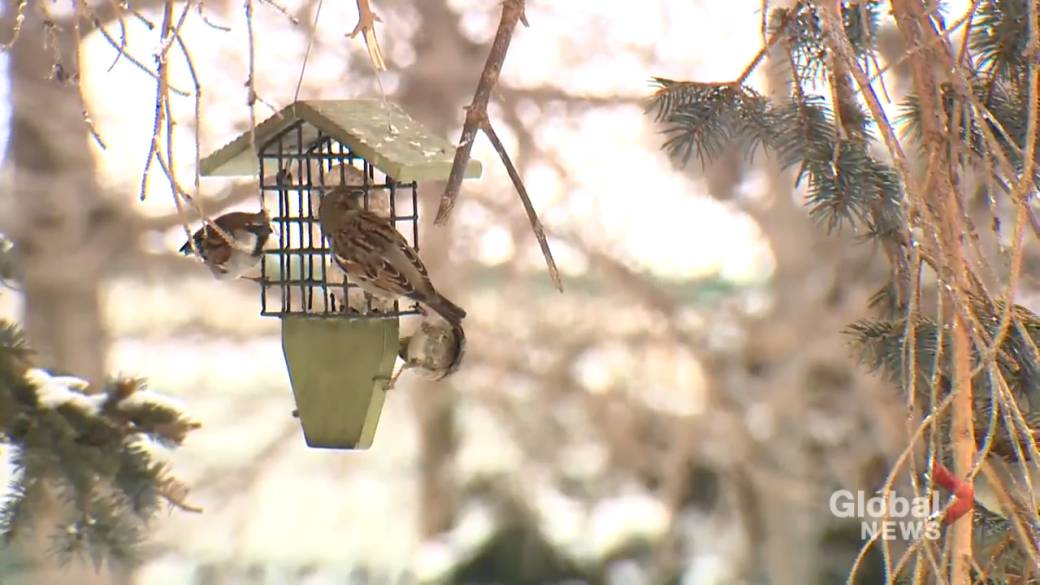 Click to play video: 'People turning to ‘really therapeutic’ backyard birding during COVID-19 pandemic'