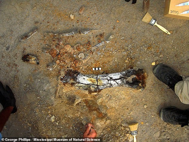 Above, the upper arm bone of an ancient hadrosaur uncovered in northeastern Mississippi