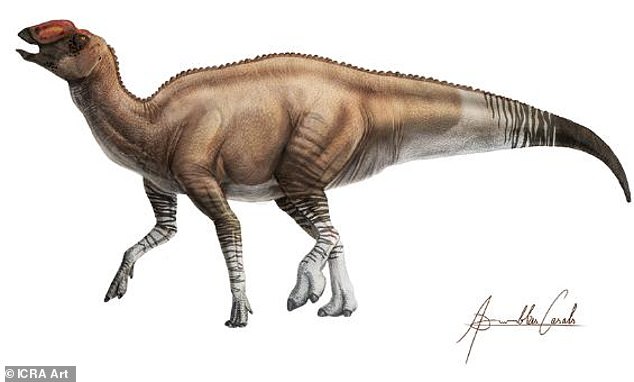 Hadrosaurs as a family of species are 'the most well-represented dinosaurs in the fossil record,' according to Hoffman, 'without a doubt.' Pictured: an artist's impression of another duck-billed dinosaur in this group, one from 80 million years ago discovered nearby in Texas