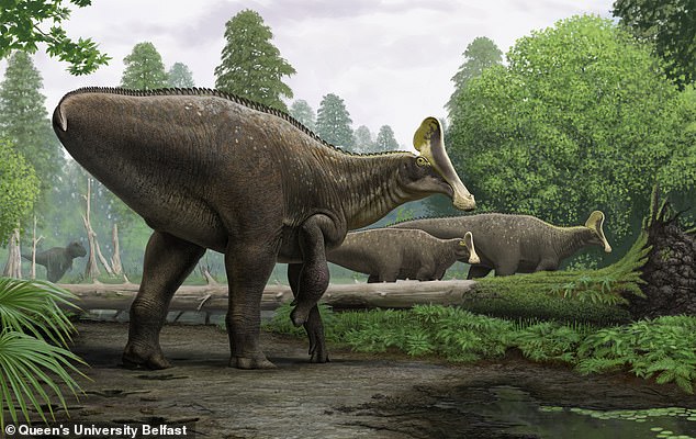 The hadrosaur is a large family of giant plant-eating dinosaurs - including at least 61 identified, individual species with possibly hundreds of unique kinds having once roamed the Earth, according to experts. The hadrosaurs above are an artist's reconstruction of one Russian find