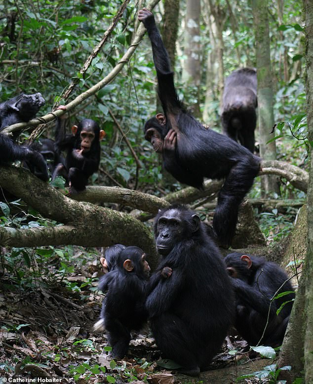 Whether it's an important business meeting or a catch-up between friends, humans can easily keep up with fast-paced conversations. Now it turns out our closest living relative, chimpanzees, can too