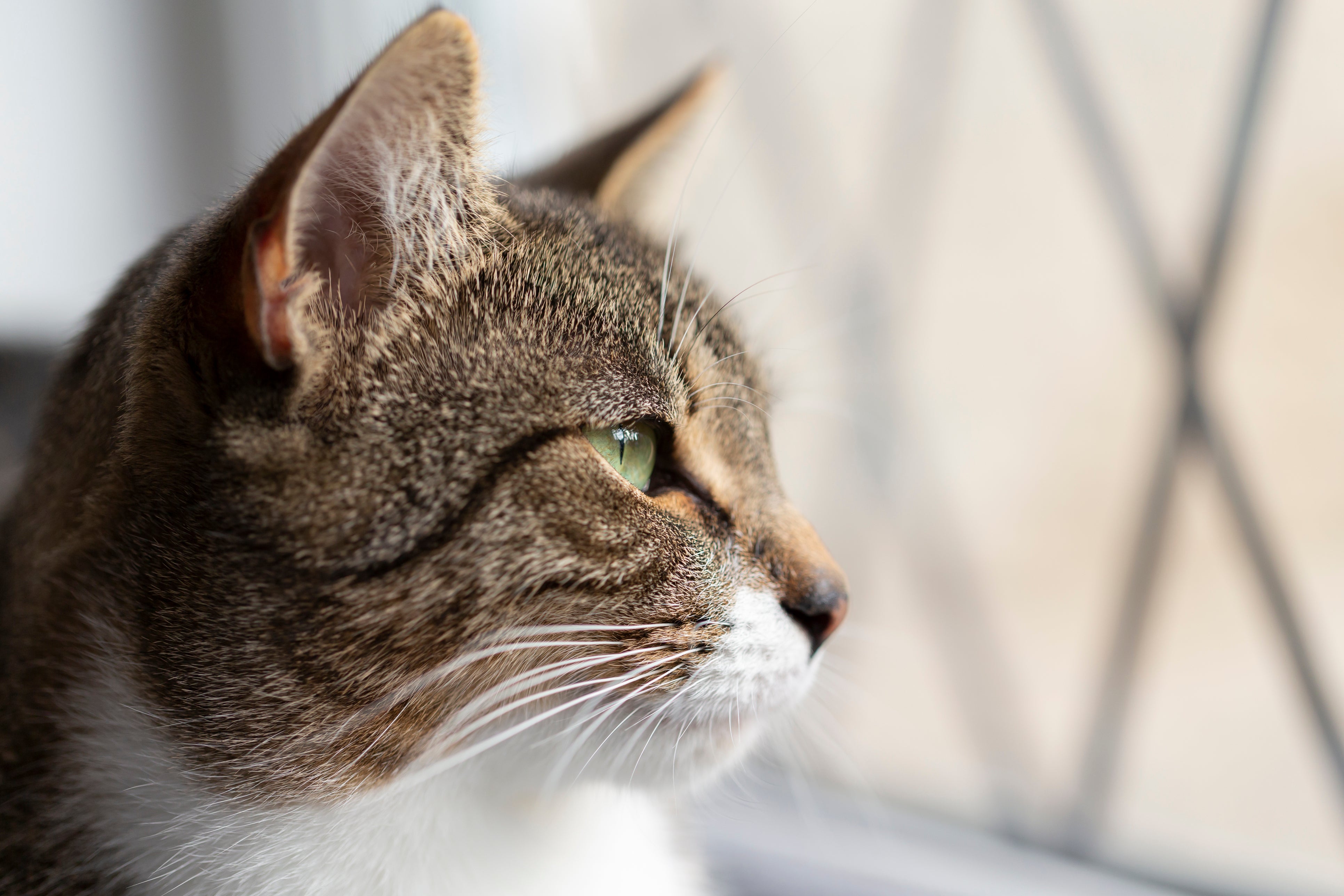 A cat stares out a window. Its fur is an insulating material. Scientists say rubbing induces a charge in all insulating materials.