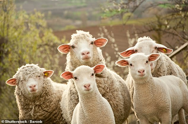 Natural fibres: Sheep wool is not flammable and has the benefit of being far more breathable than ­synthetic loft insulation