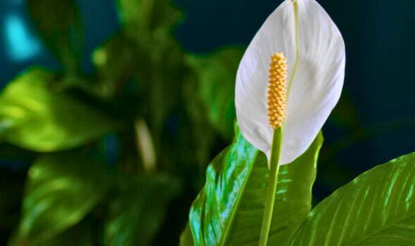 Picture of flowering peace lily