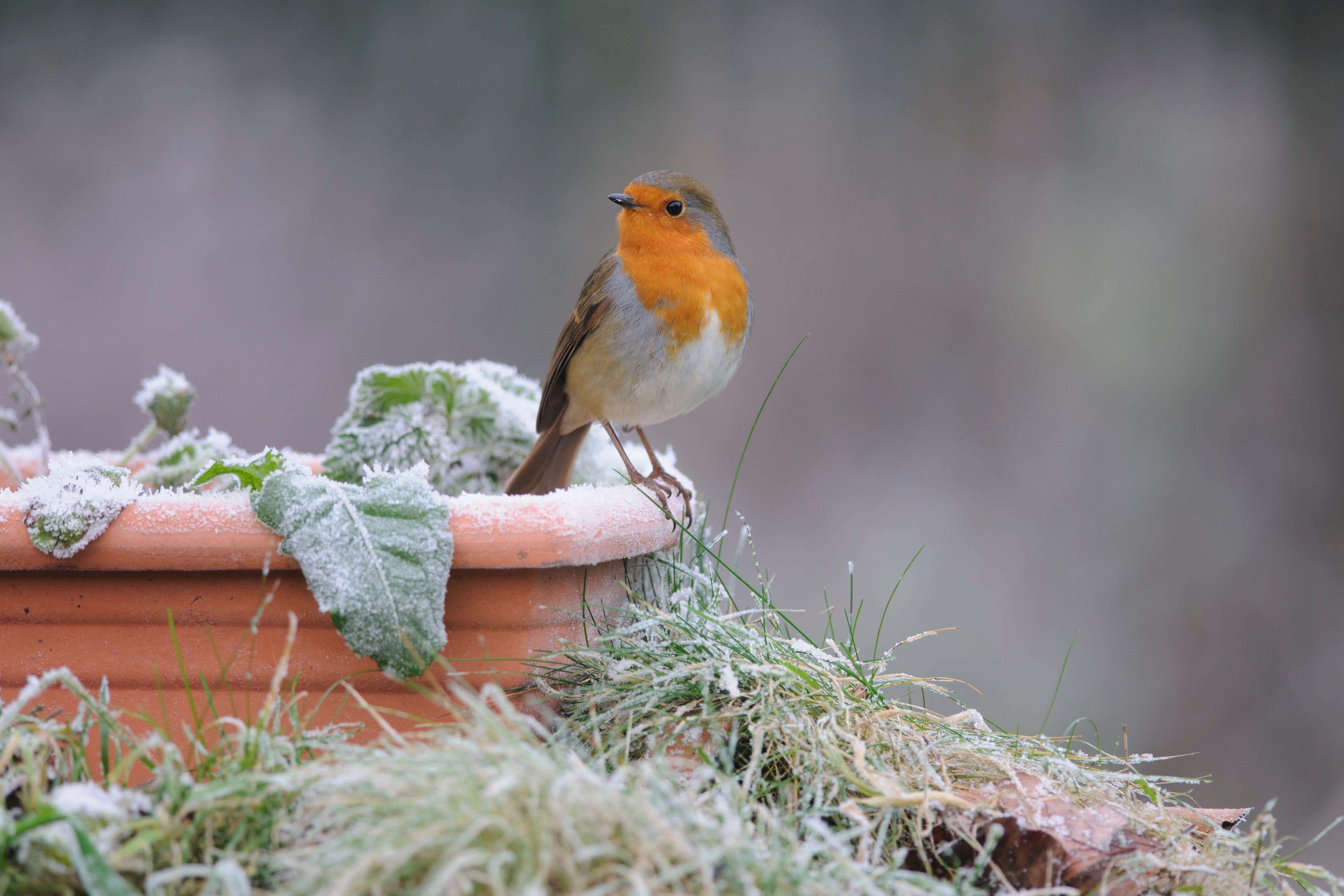 Preparation is better than cure when it comes to frosty conditions (Alamy/PA)