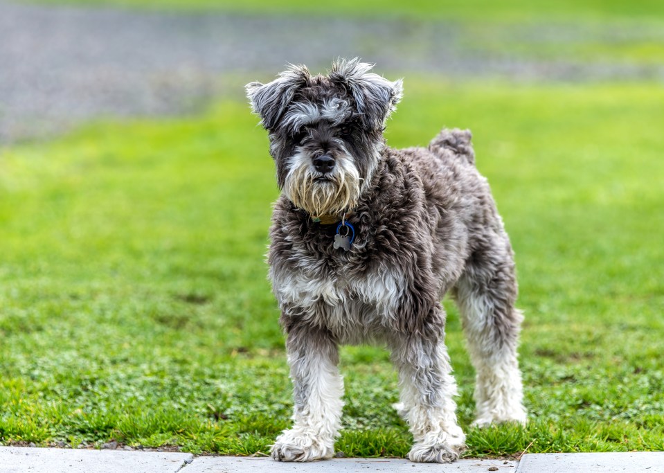 A reader's miniature Schnauzer just won’t lie down