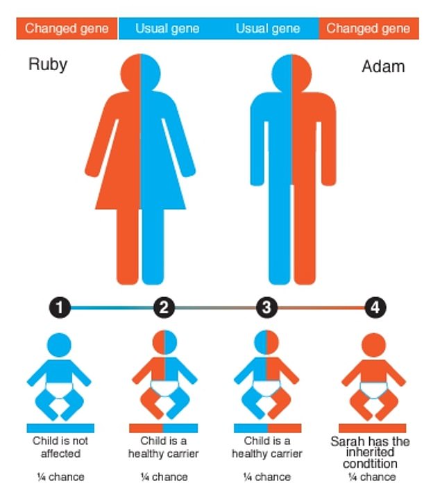 This graphic, from NHS material disturbed to couples in Bradford, explains some of genetic risks of having children with a close relative. Two parents with a recessive gene have an increased change of having a child with an inherited condition