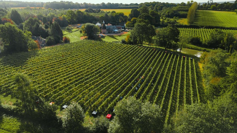 Birchden Vineyard in Groombridge,