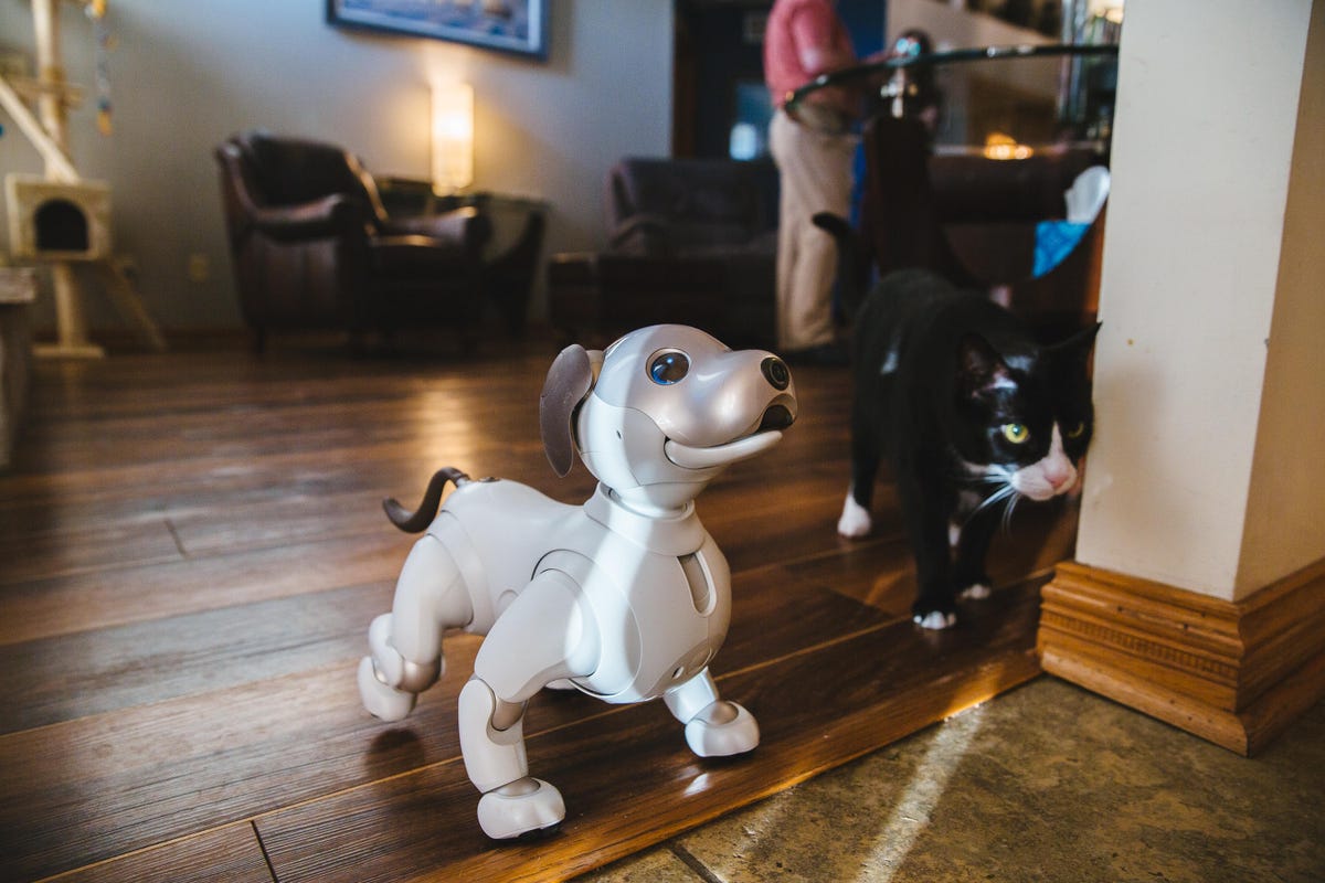 chris-benham-aibo-3