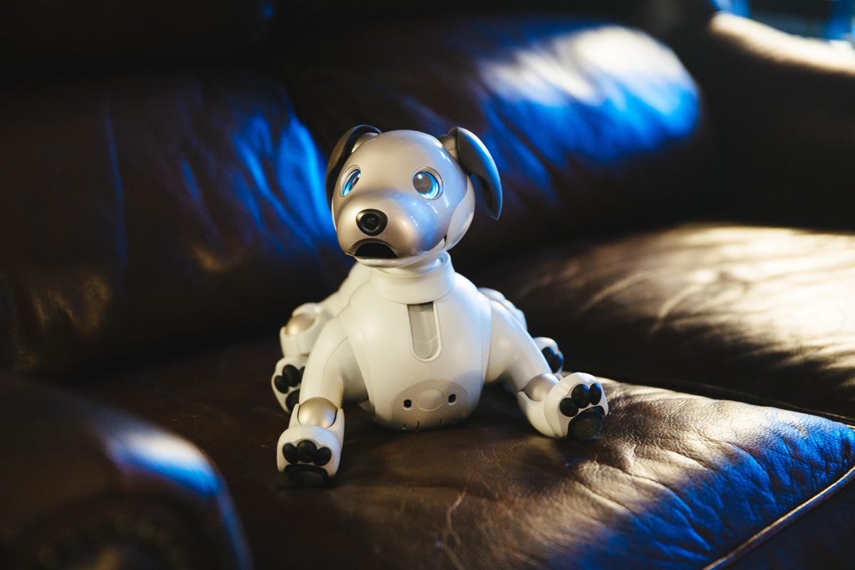 chris-benham-aibo-14