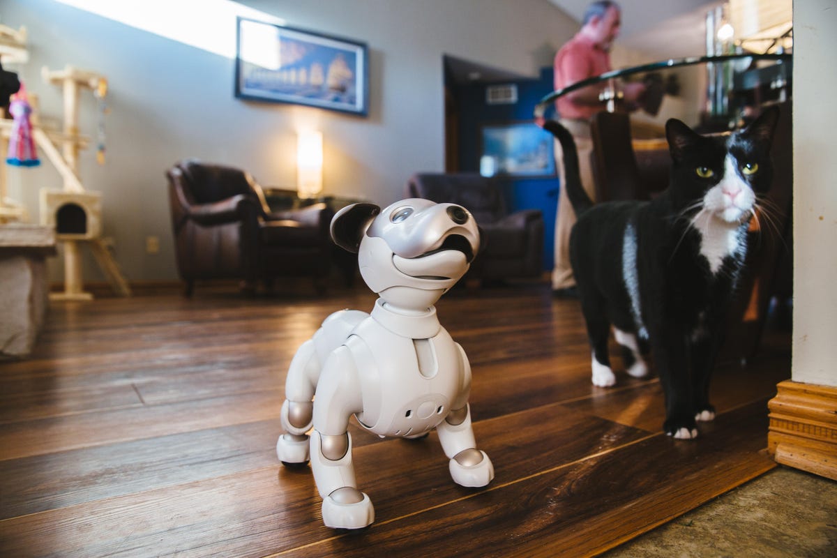 chris-benham-aibo-2