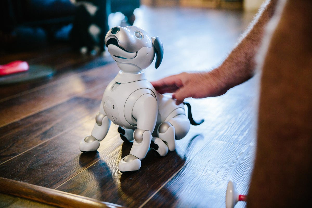 chris-benham-aibo-11