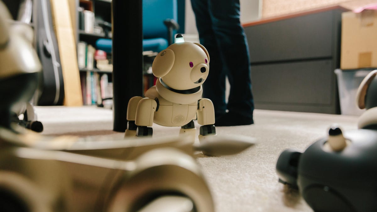 chris-werfel-aibo-28