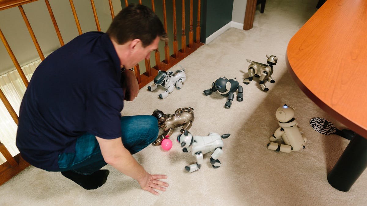 chris-werfel-aibo-25