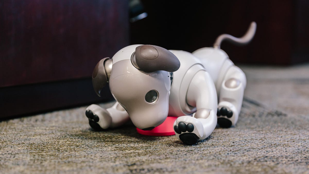 chris-werfel-aibo-6