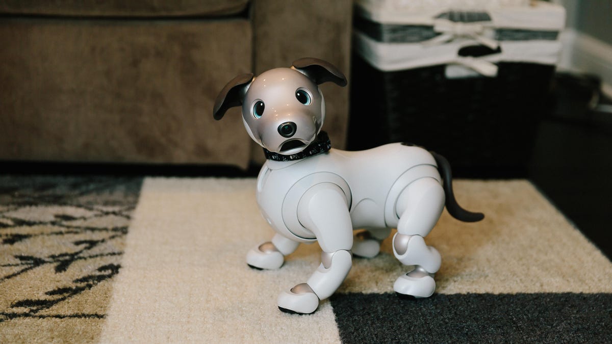 chris-werfel-aibo-13