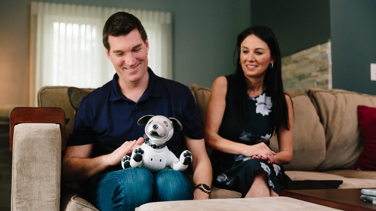 chris-werfel-aibo-20