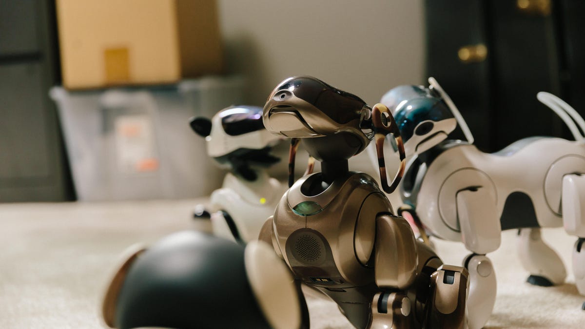 chris-werfel-aibo-30