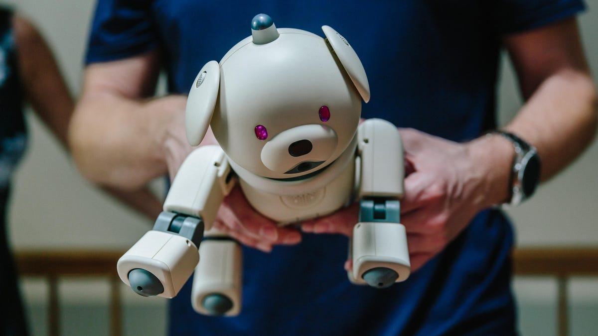 chris-werfel-aibo-24