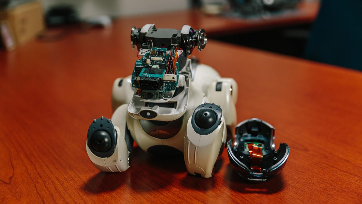 chris-werfel-aibo-21