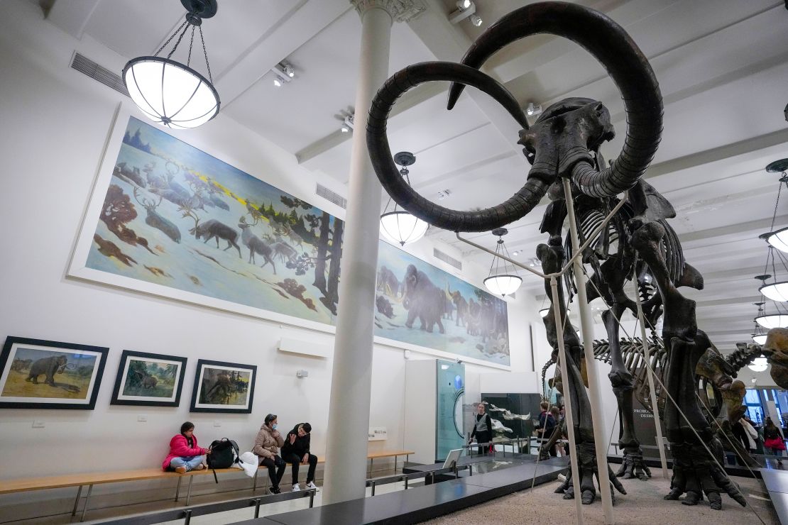 A mammoth skeleton is seen on display at the American Museum of Natural History in New York City in January 2023.