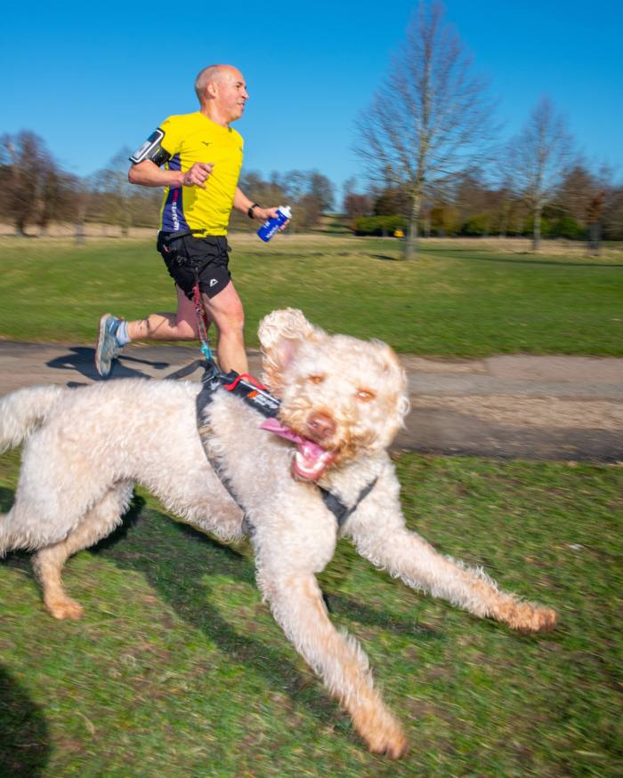 A male runner with his dog on his waist lead, running on the Wimpole Estate 