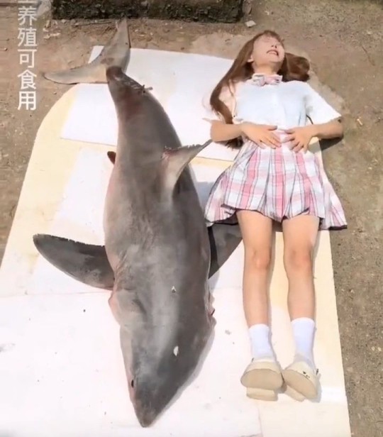 Chinese TikTok food blogger fined almost $20,000 after eating a great white shark she bought online