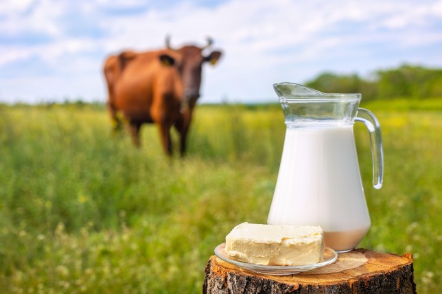 Cow and jug of milk