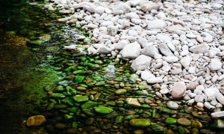 Algae on stones in the Wye river bed.