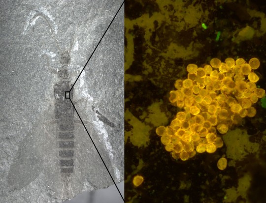 EMBARGOED TO 0001 WEDNESDAY MARCH 1 Undated handout photo issued by the Royal Society of a tillyardembia fossil with an enlarged area showing pollen attached to its body. Palaeontologists in Russia discovered fossil remains of ancient earwig-like insects, known as tillyardembiids, in a lagoon near the village of Chekarda, about 1,600km from Moscow. These tillyardembiids, which hail from the Paleozoic era from around 542 to 250 million years ago, were found covered in pollen from seed-producing, non-flowering plants known as gymnosperms. Issue date: Wednesday March 1, 2023. PA Photo. See PA story SCIENCE Pollen. Photo credit should read: Alexander Khramov/Russian Academy of Science/PA Wire NOTE TO EDITORS: This handout photo may only be used in for editorial reporting purposes for the contemporaneous illustration of events, things or the people in the image or facts mentioned in the caption. Reuse of the picture may require further permission from the copyright holder.