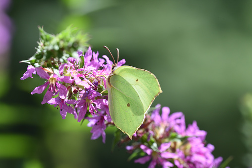 Lemon Butterfly