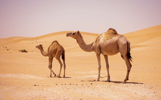 Camels