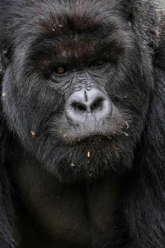 Silverback gorilla