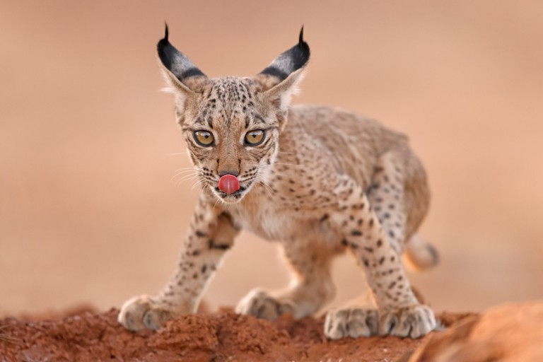 Iberian lynx