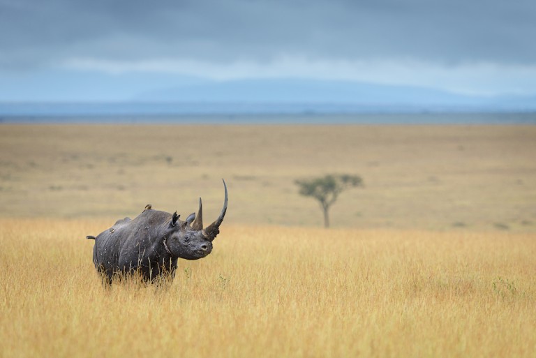 Black rhinoceros