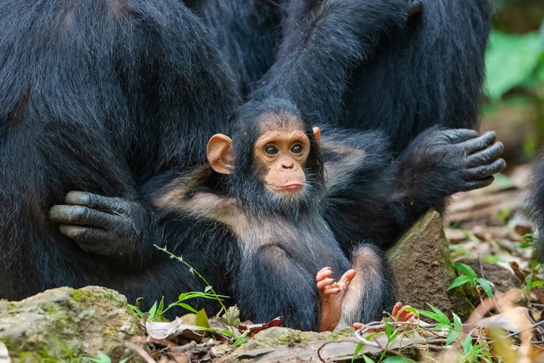 Baby chimp