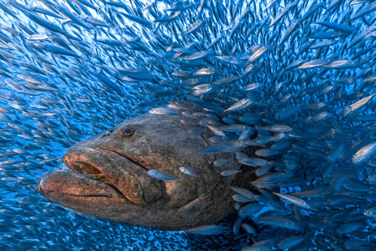 Atlantic goliath grouper