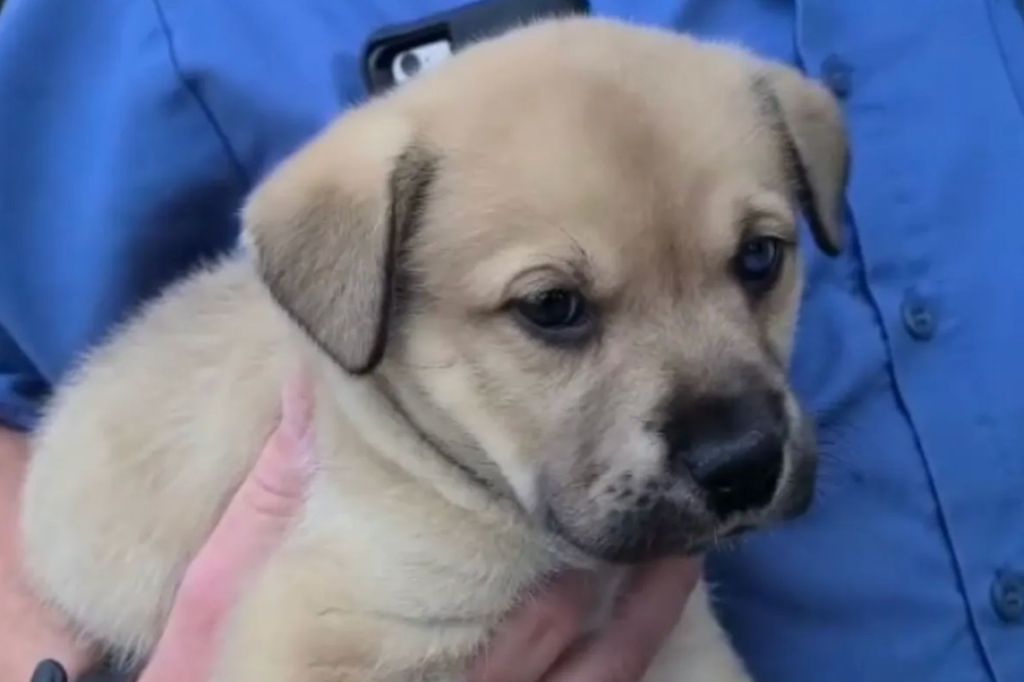 The puppy was thrown in a Michael Kors bag and tossed onto the street.