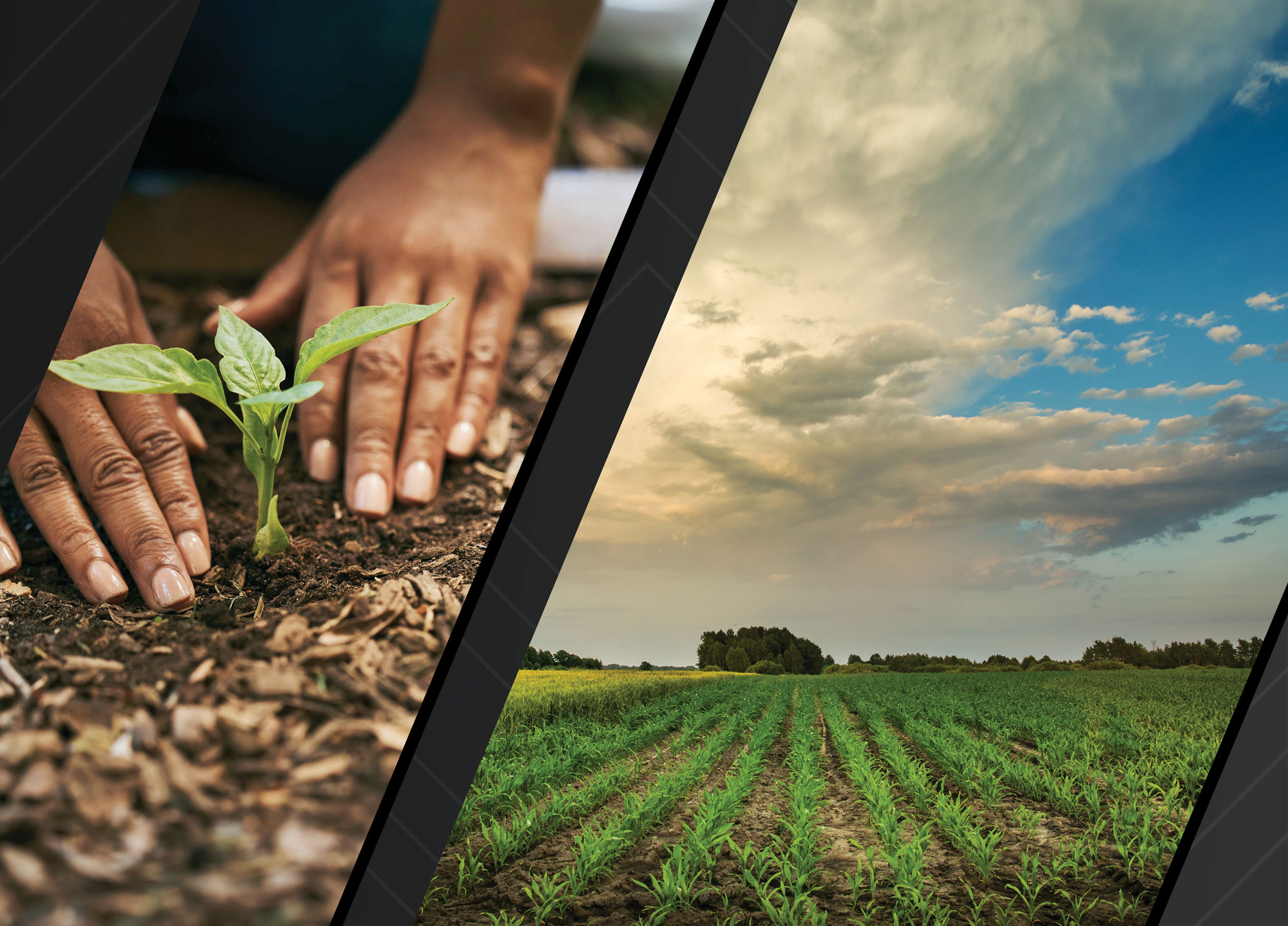 A collage with a photo of a person putting a plant in the soil and a photo of rows of plants