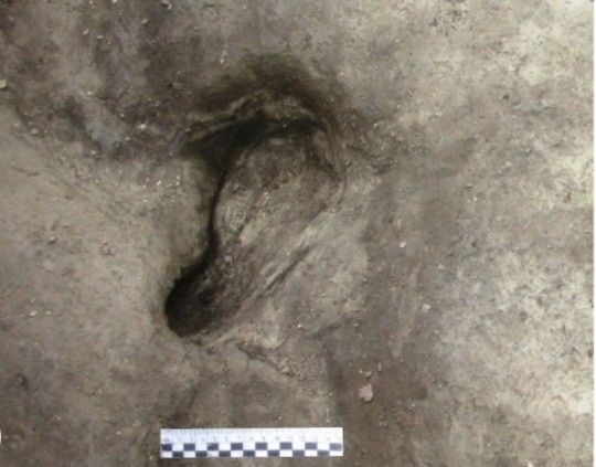 Potential hominin footprint found at Sch?ningen 13 II-2 Lower Berme. The Oldest human footprint ever discovered in Germany: 300,000-year-old prints of extinct 'Heidelberg people' are found perfectly preserved 12090699 Oldest human footprint ever discovered in Germany: 300,000-year-old prints of extinct 'Heidelberg people' are found perfectly preserved https://uni-tuebingen.de/universitaet/aktuelles-und-publikationen/pressemitteilungen/newsfullview-pressemitteilungen/article/300000-jahre-alte-momentaufnahme-aelteste-menschliche-fussabdruecke-aus-deutschland-gefunden/