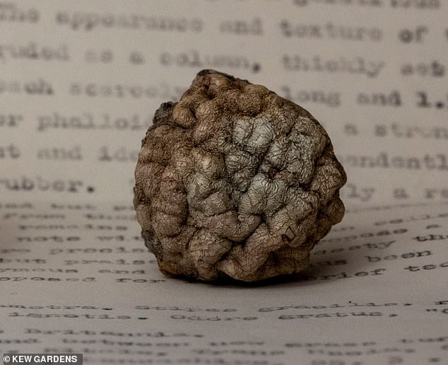 Not a fungus: This specimen is still on display at Kew's Fungarium - but can you guess what it really is? A member of the public sent the sphere in to Kew in 1953 after finding it on the ground in Lancashire. Another one was sent from East Africa in 1962, and yet another from Kent in 1971