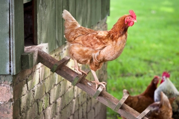 From pecking chickens to randy rabbits - your pet queries answered