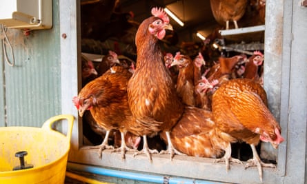 A handful of Cornhill Farm’s 14,000 residents.