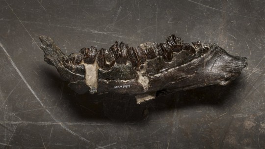 *EMBARGOED UNTIL 19.00 BST, WED JUNE 7 (14.00 ET)* The lower jaw and teeth of new dinosaur Iani smithi. See SWNS story SWSCdinosaur. A newly discovered dinosaur had a fearsome set of teeth - to chew rubbery plants as he was a vegetarian. The species lived in what is now Utah in the United States during the mid-Cretaceous period, around 99 million years ago. The specimen, named Iani smithi after Janus - the two-faced Roman god of change, was an early ornithopod, a group of mostly bipedal herbivores that also includes famous examples such as Iguanodon and Tenontosaurus. Scientists say that the ornithopods ultimately gave rise to the more commonly known duckbill dinosaurs such as Parasaurolophus and Edmontosaurus.